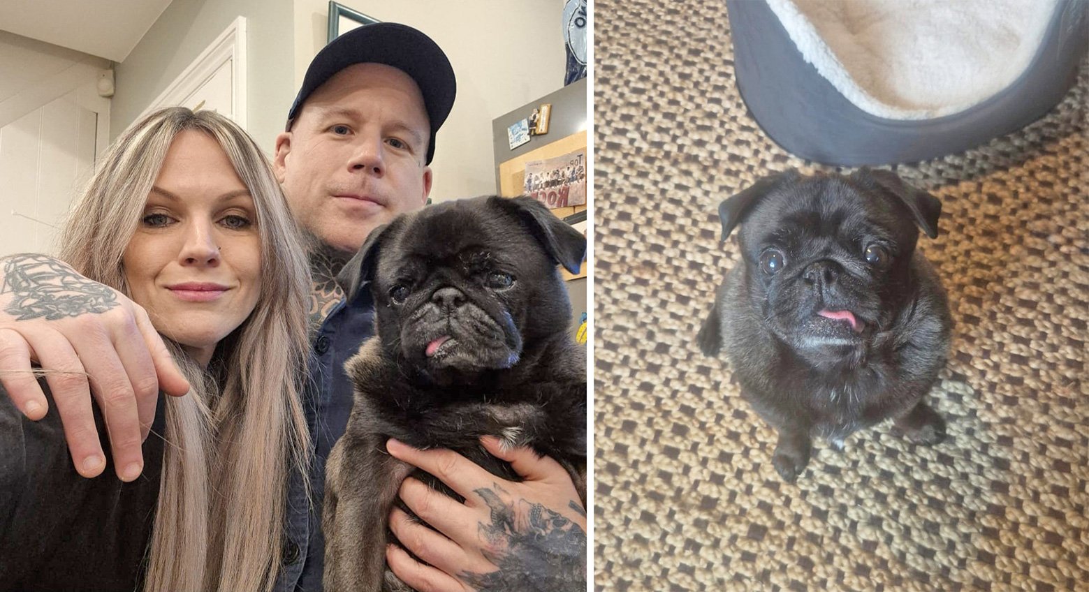 Pig and her new family