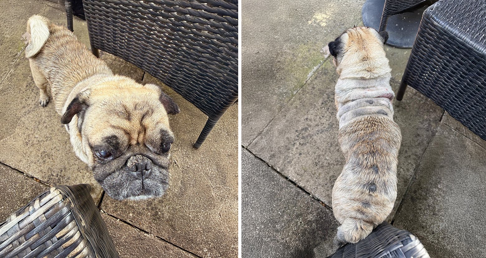 Helping Sunny to live the life he deserves