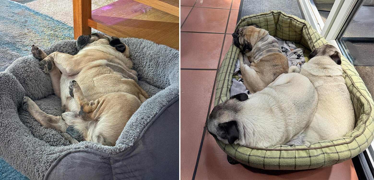 Helping Sunny to live the life he deserves