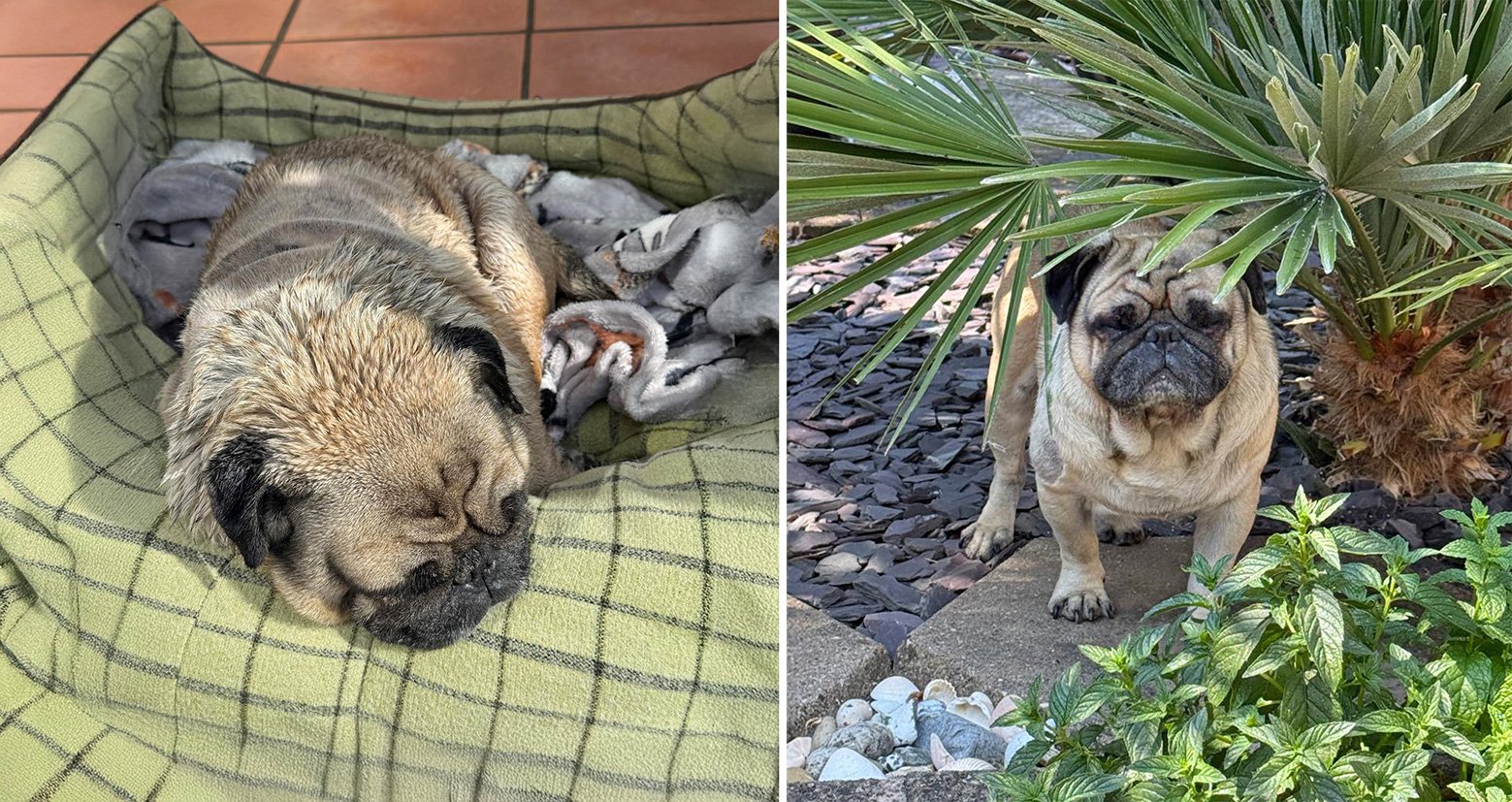 Sunny enjoying the garden